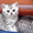Британские котята Могилев - Изображение #2, Объявление #1524883
