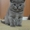 Британские котята Могилев - Изображение #4, Объявление #1524883