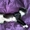 Котеночка черно-белого окраса в дар - Изображение #3, Объявление #1578467