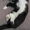 Котеночка черно-белого окраса в дар - Изображение #2, Объявление #1578467