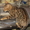 Бенгальские котята из питомника - Изображение #1, Объявление #1607462