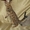 Бенгальские котята из питомника - Изображение #6, Объявление #1607462