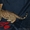 Бенгальские котята из питомника - Изображение #5, Объявление #1607462