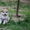 Высокопородные щенки акиты-ину - Изображение #4, Объявление #1614928