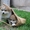 Шикарные щенки Акита-ину - Изображение #1, Объявление #1614929