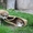 Шикарные щенки Акита-ину - Изображение #2, Объявление #1614929