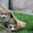 Шикарные щенки Акита-ину - Изображение #3, Объявление #1614929
