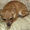 Маленькая собачка ответственным владельцам - Изображение #5, Объявление #1614632
