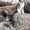 Щенки Среднеазиатской Овчарки, САО - Изображение #3, Объявление #1651724