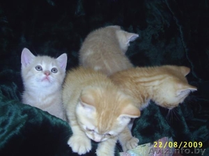 Продам  рыжие и кремовые британские котята - Изображение #1, Объявление #3050