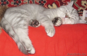Котёнок британской короткошерстной породы - Изображение #3, Объявление #25636