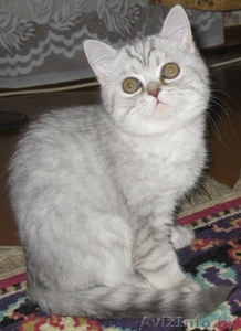 Котёнок британской короткошерстной породы - Изображение #1, Объявление #25636