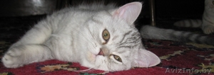 Котёнок британской короткошерстной породы - Изображение #2, Объявление #25636