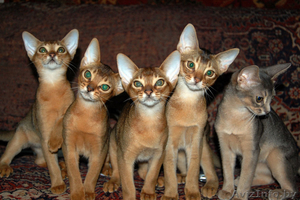 Абиссинские котята – радость вашему дому. - Изображение #1, Объявление #78577