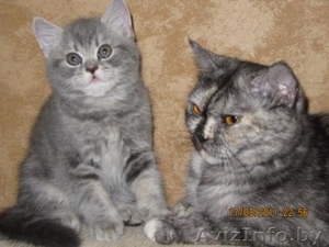 БРИТАНСКИЙ КОТИК