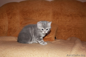 Продам британского короткошерстного котенка от титулованных родителей - Изображение #1, Объявление #263585