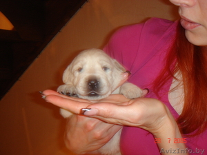 щенки лобрадора