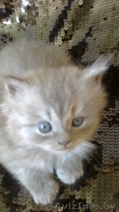 Шотландские котята, плюшевая шерсть, голубой окрас, приучены к лотку. - Изображение #2, Объявление #688164