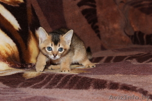 Абиссинские котята - озорные малыши - Изображение #2, Объявление #768299