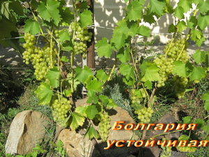 продажа саженцев винограда - Изображение #8, Объявление #41005