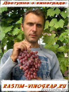 продажа саженцев винограда - Изображение #2, Объявление #41005