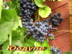 продажа саженцев винограда - Изображение #9, Объявление #41005