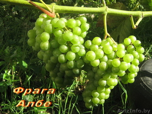 продажа саженцев винограда - Изображение #6, Объявление #41005
