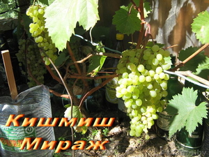 продажа саженцев винограда - Изображение #3, Объявление #41005