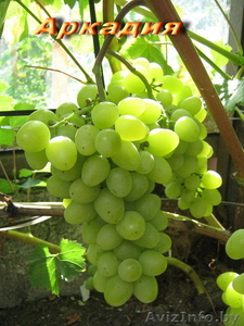 продажа саженцев винограда - Изображение #1, Объявление #41005