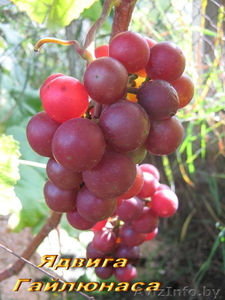 продажа саженцев винограда - Изображение #5, Объявление #41005