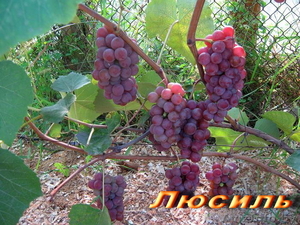 продажа саженцев винограда - Изображение #10, Объявление #41005