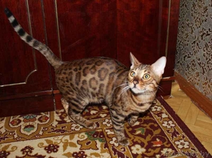 бенгальский кот на вязку