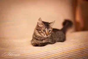 Ищем хозяев или передержку для котят - Изображение #6, Объявление #937363