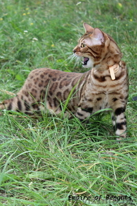 Бенгальский кот приглашает на вязку минск