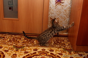 бенгальские котята- Ваши маленькие леопардики