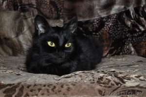 ЭЛИС ОЧЕНЬ ХОЧЕТ НАЙТИ СВОЙ ДОМ