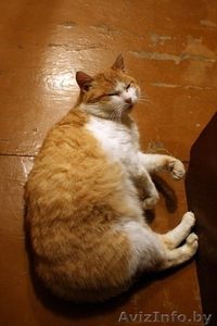толстый кот в добрые руки - Изображение #1, Объявление #1038111