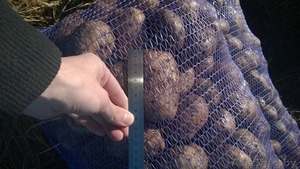 Продам Картофель из беларусии - Изображение #1, Объявление #1066902