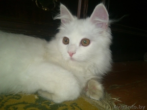 Белый пушистый котенок ищет хозяев - Изображение #1, Объявление #1124976