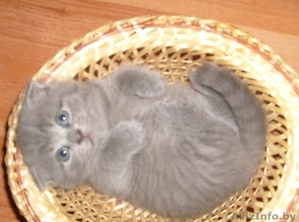 продам очаровательных британских котят - Изображение #2, Объявление #1128250