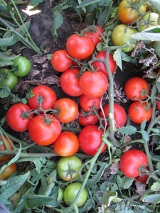 Продам экологические помидоры с дачного участка - Изображение #1, Объявление #1139094