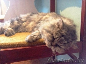 Персидский серый дымчатый кот ищет самых лучших и любящих хозяев - Изображение #1, Объявление #1167353