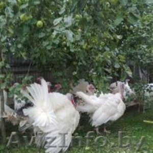 индюки и индюшки 7 месяцев 