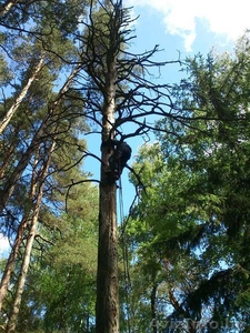 Удаление деревьев Могилев - Изображение #1, Объявление #1260828