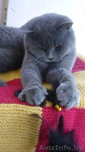 Вязка британского кота - Изображение #3, Объявление #1301991