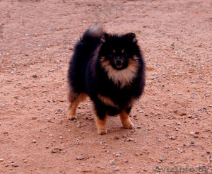 Малый шпиц черно-подпалого окраса