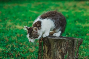 Пушистый любознательный и преданный маленький кот ищет дом - Изображение #3, Объявление #1469022