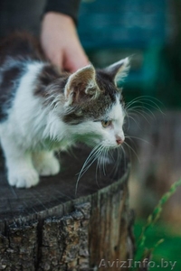 Пушистый любознательный и преданный маленький кот ищет дом - Изображение #5, Объявление #1469022