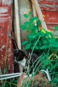Официального окраса кошка ищет любящих хозяев - Изображение #2, Объявление #1469025