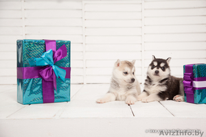 Щенки хаски всех цветов из профессионального питомника